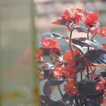 Peric 자다르